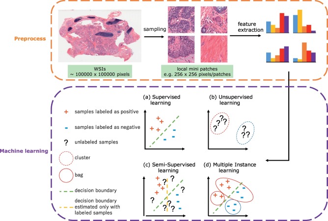 Typical steps for ML in digital pathological image analysis.